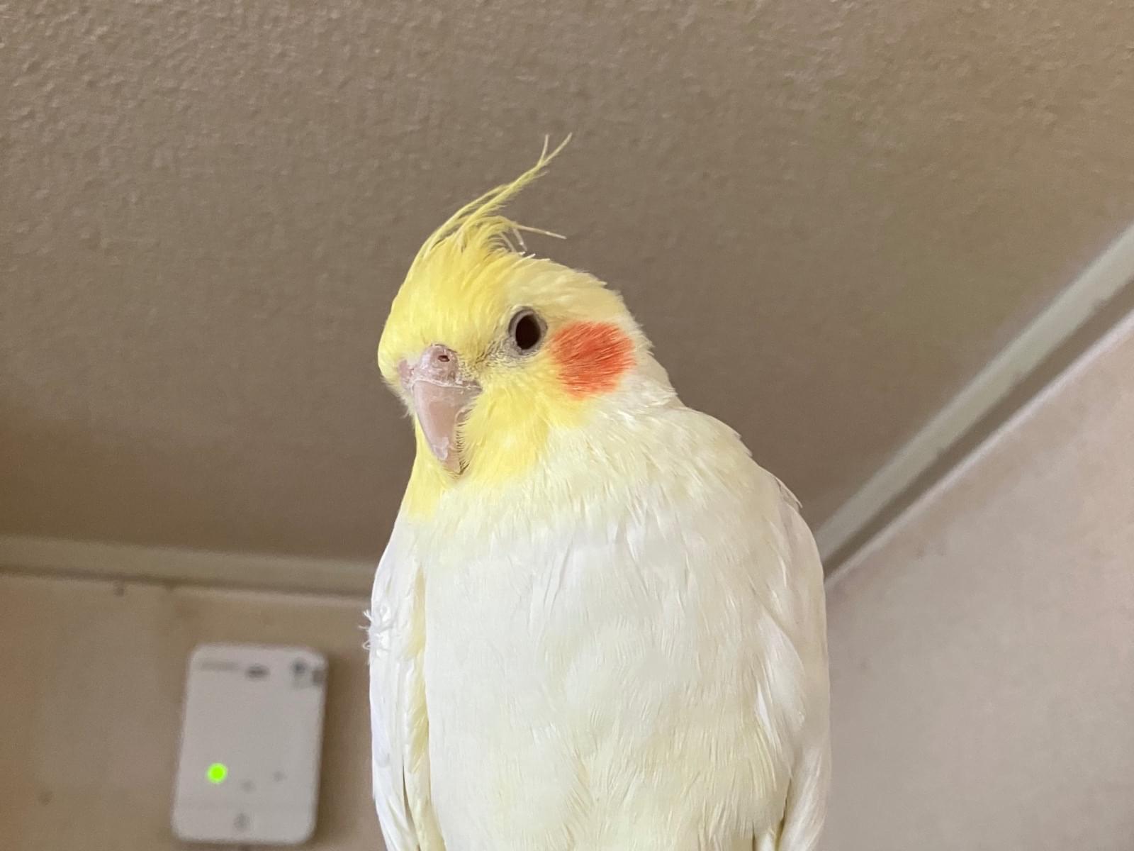 おかめちゃん おかめちゃん