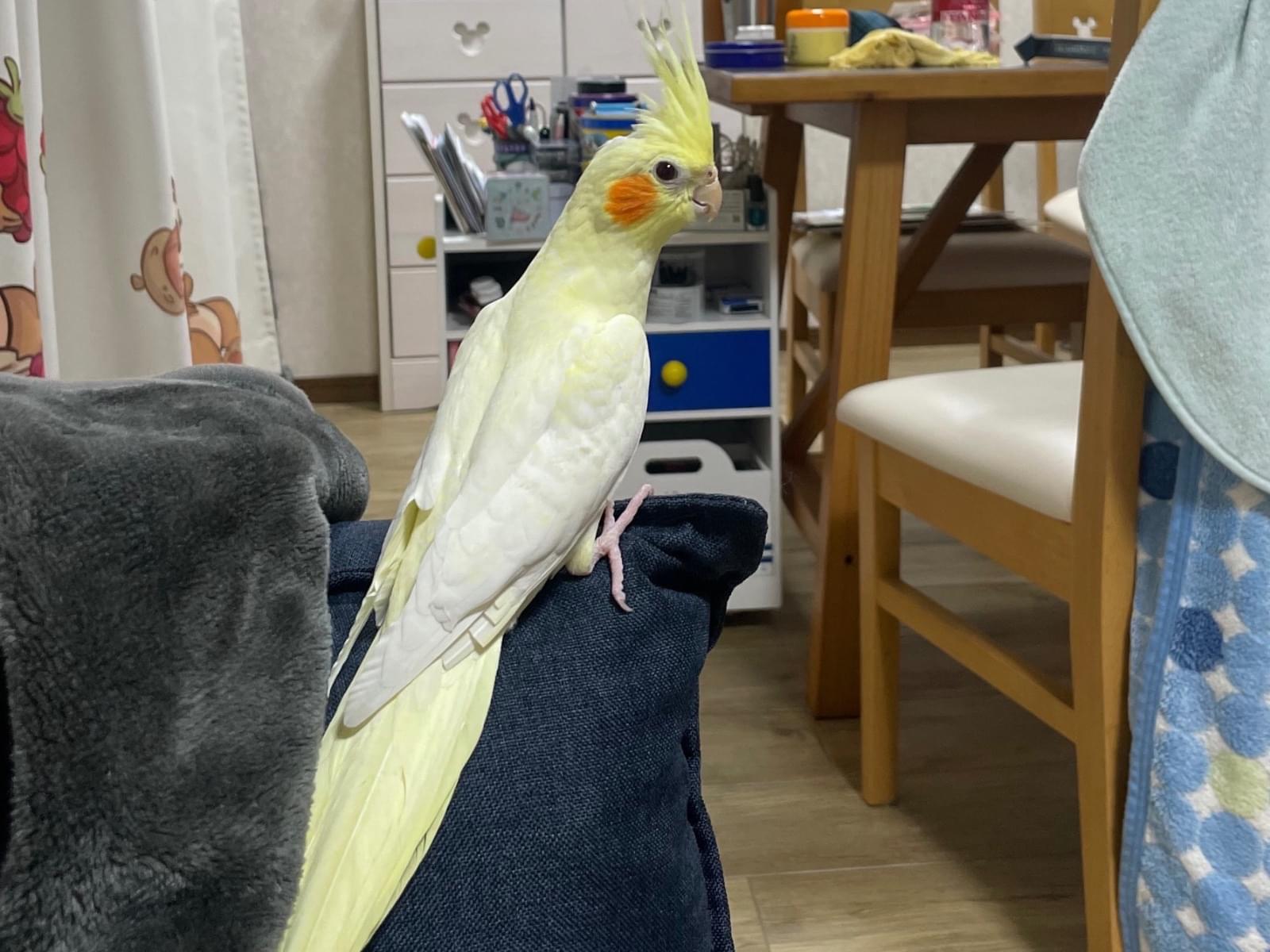 デコピンちゃん デコピンちゃん
