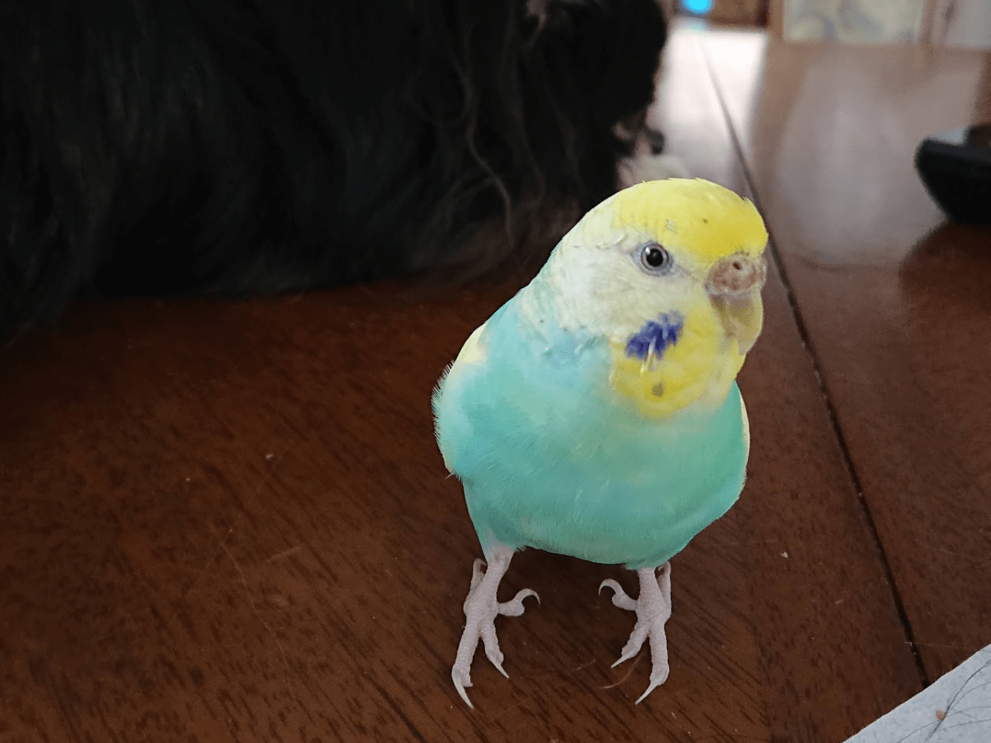 はなちゃん はなちゃん