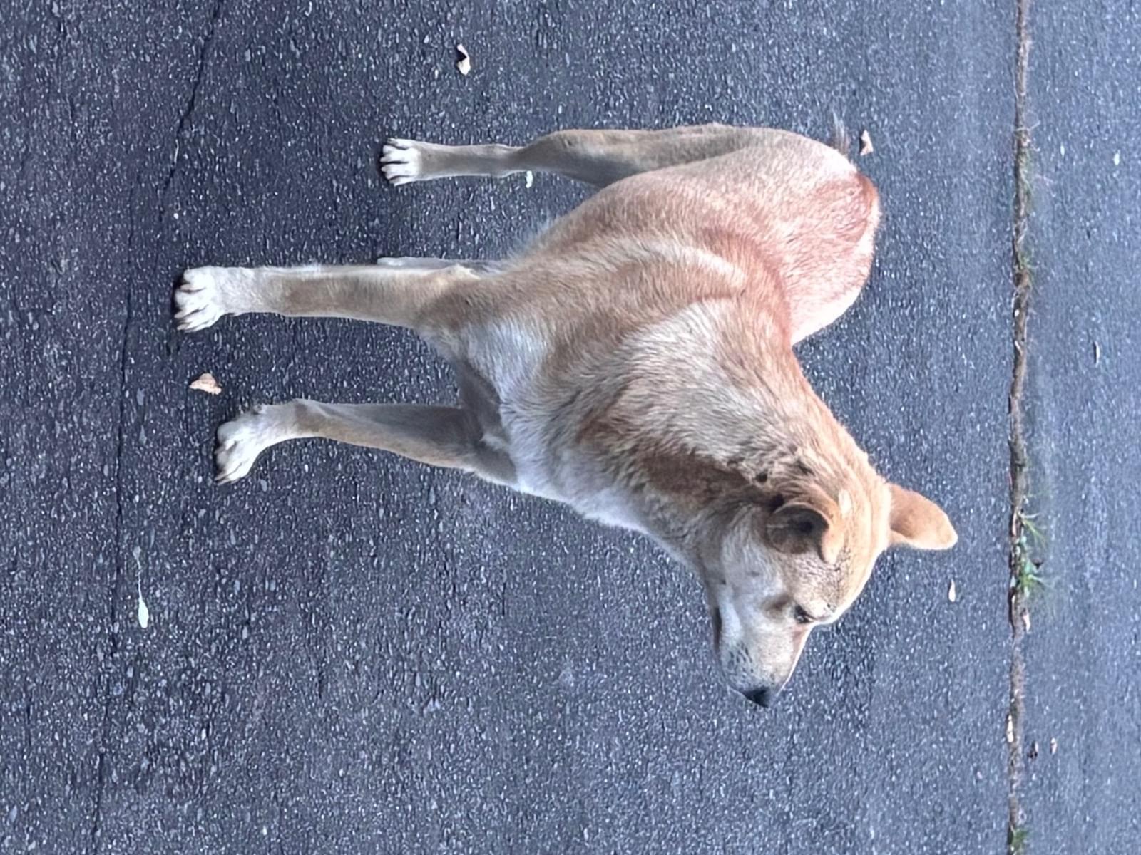 目撃された犬 目撃された犬