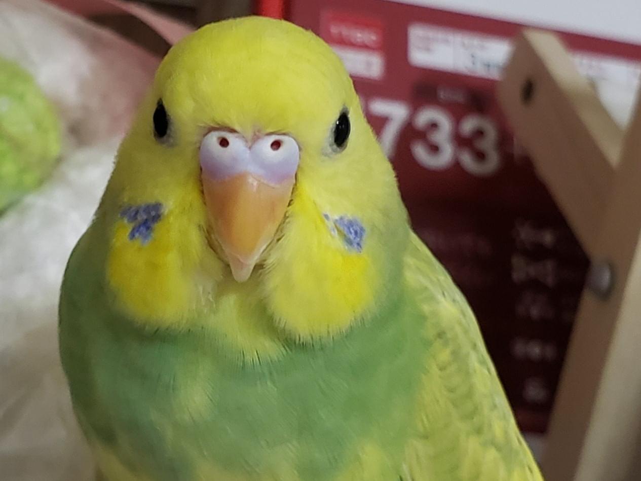 ピザちゃん ピザちゃん