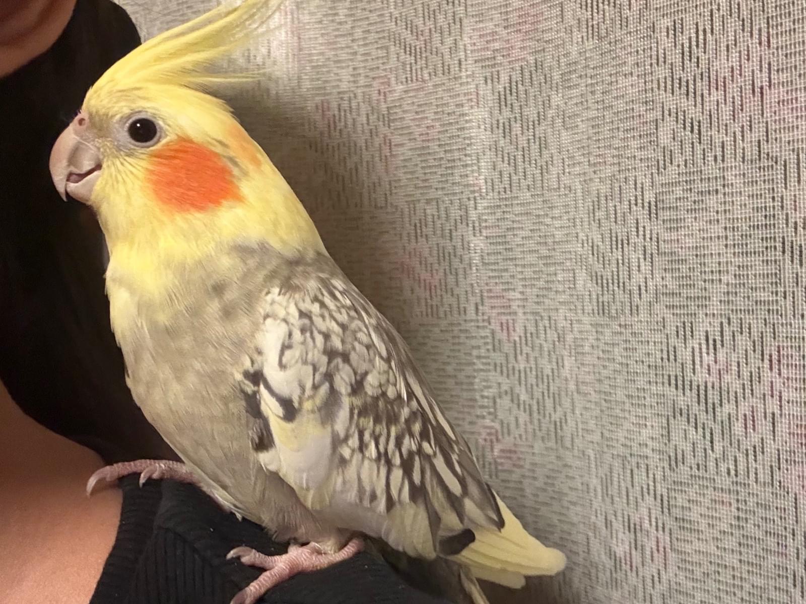 保護された鳥 保護された鳥