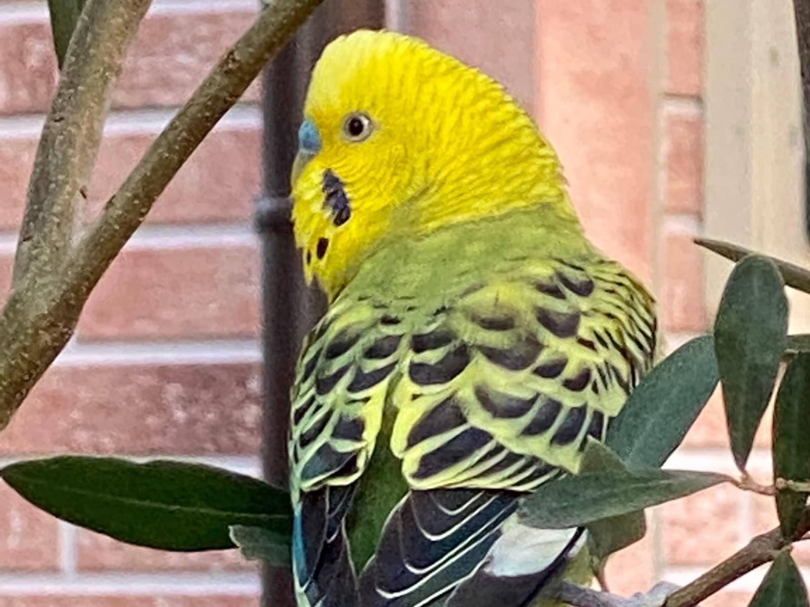目撃された鳥 目撃された鳥