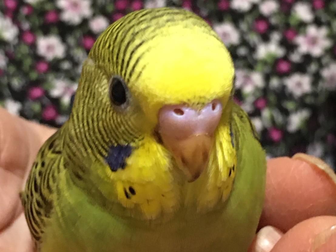 ぴーちゃん ぴーちゃん