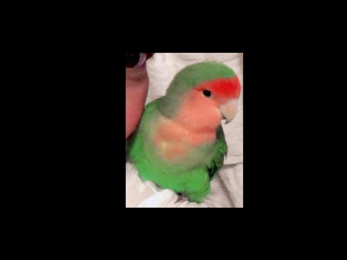 ワサビちゃん ワサビちゃん