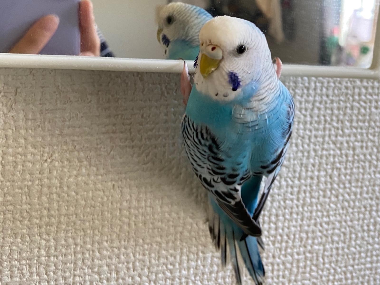 みことちゃん みことちゃん