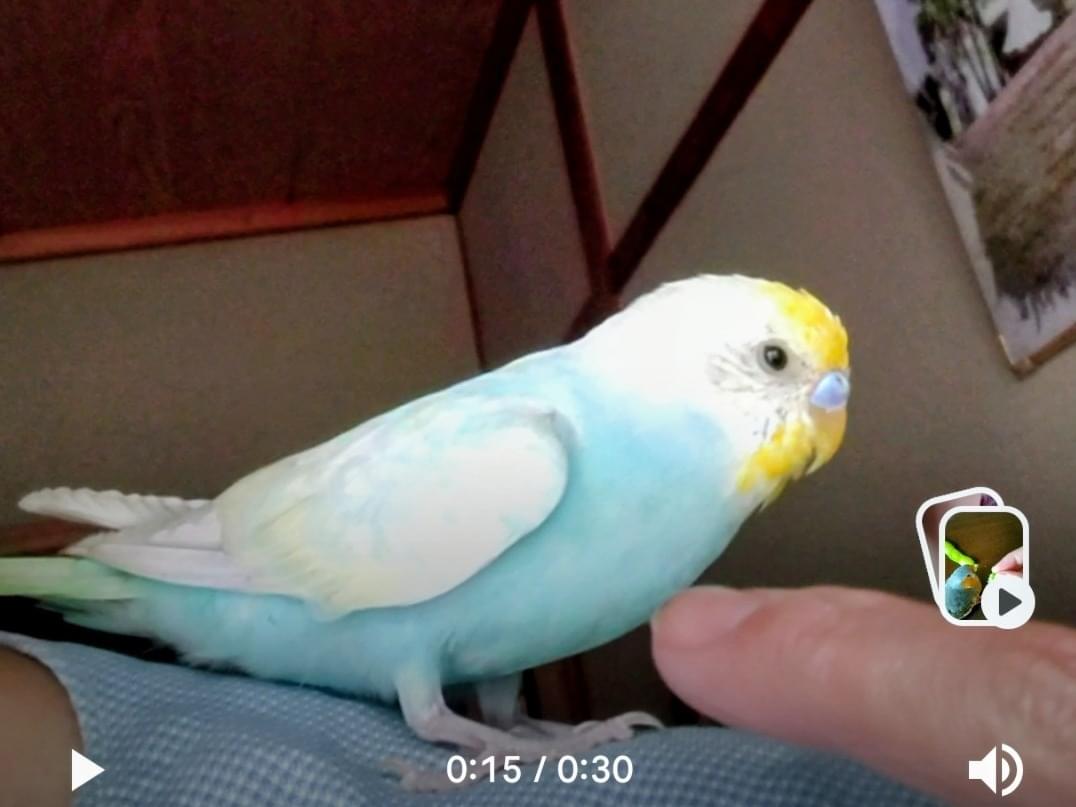 保護された鳥