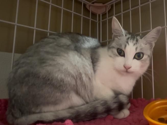 ココちゃん ココちゃん