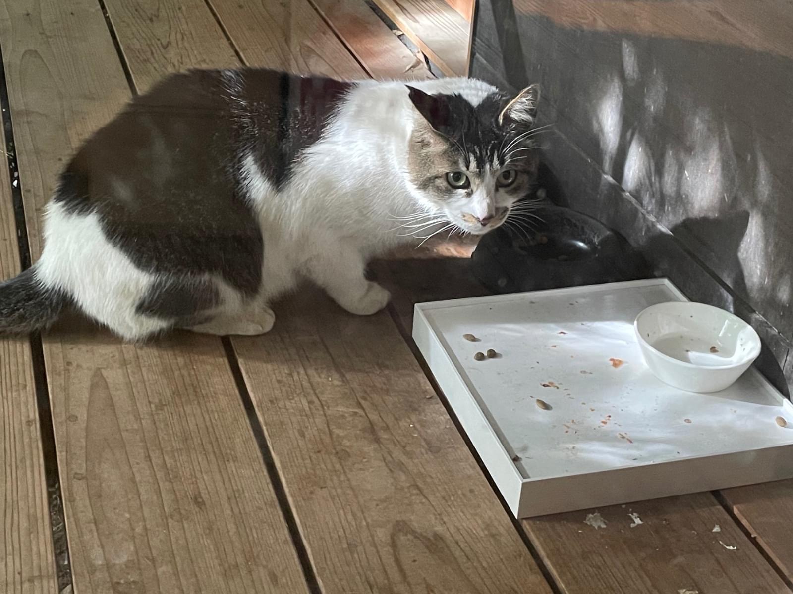 目撃された猫 目撃された猫