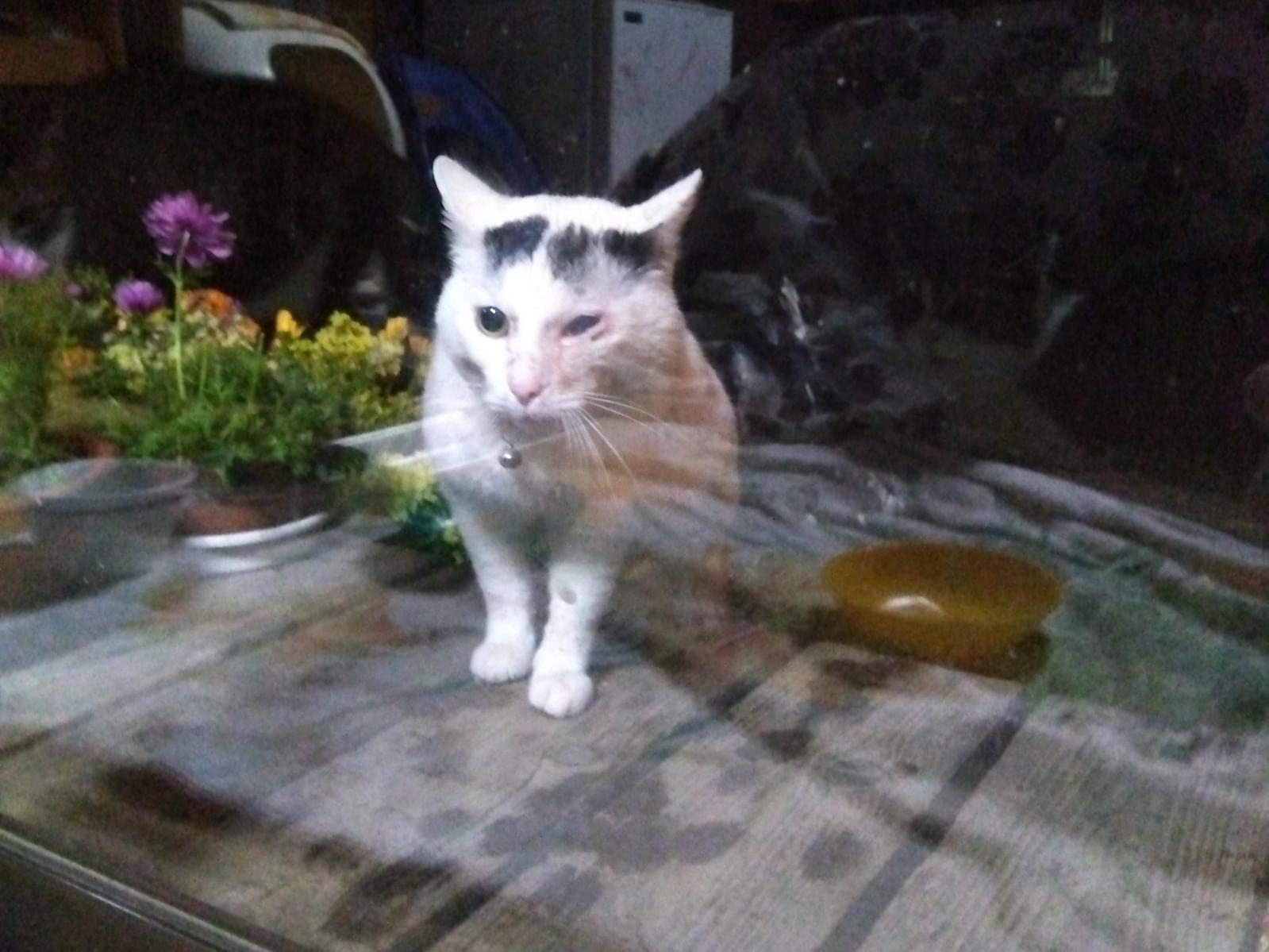 目撃された猫 目撃された猫