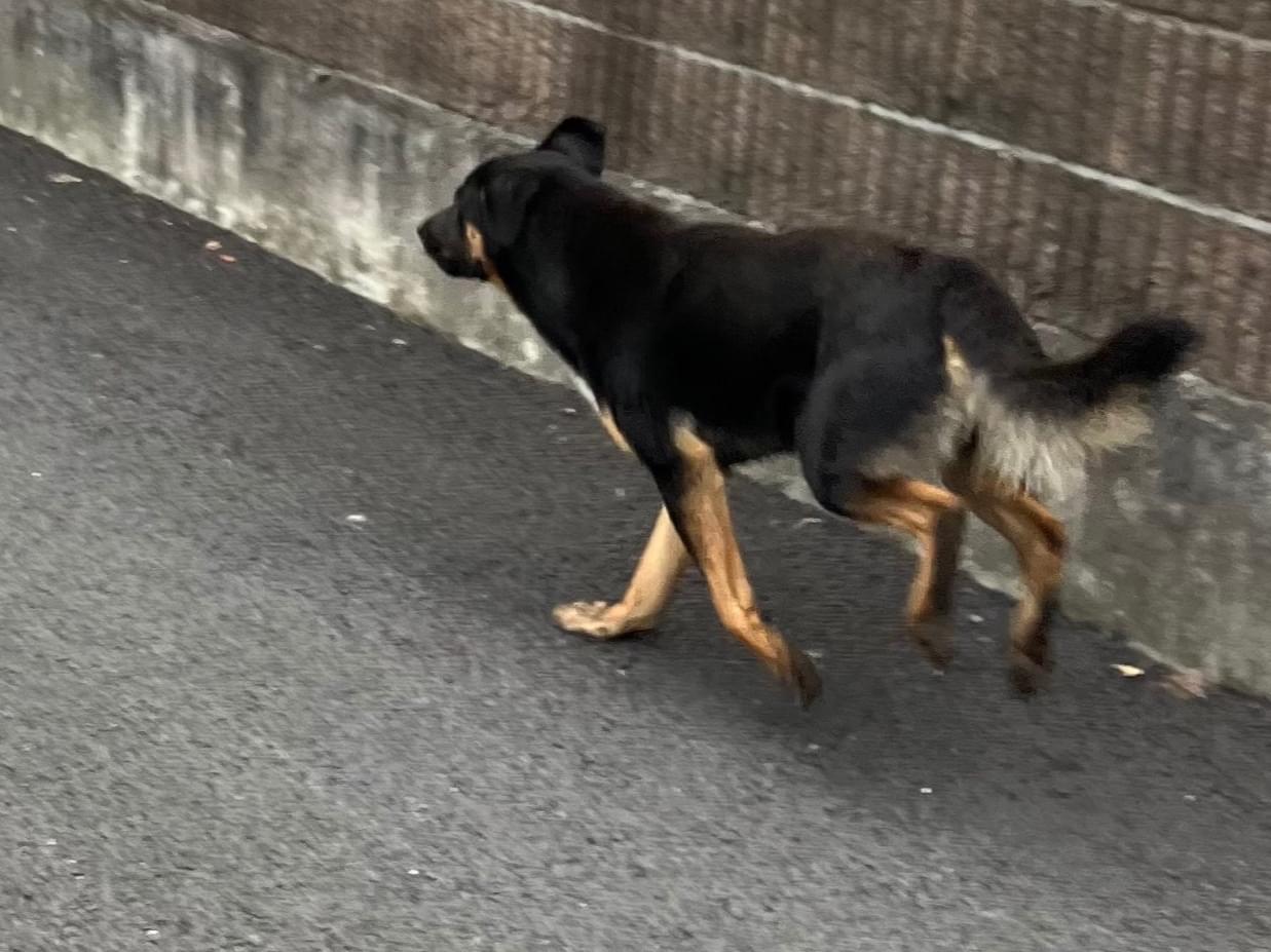 目撃された犬 目撃された犬