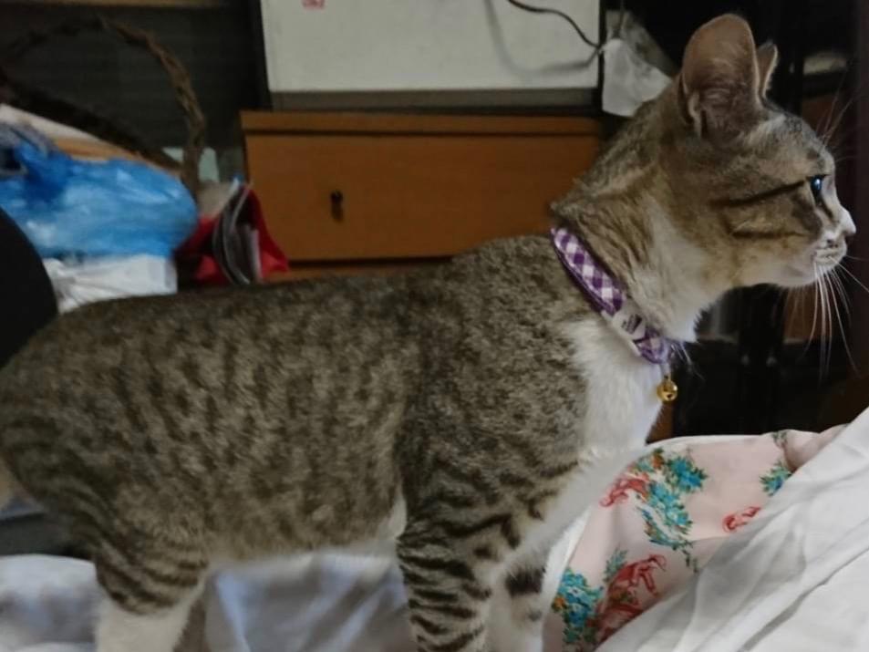 クロちゃん クロちゃん