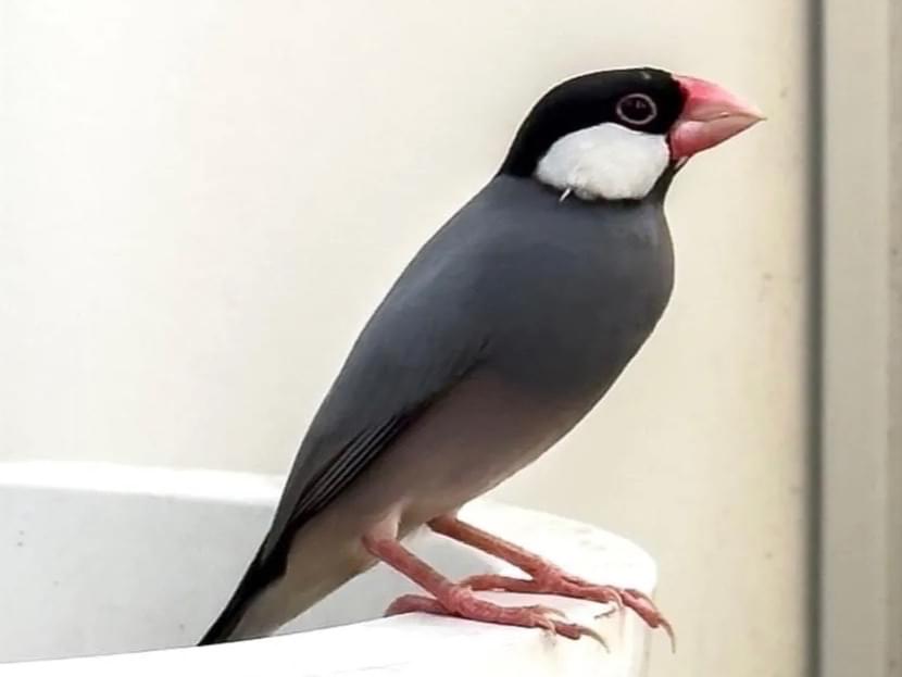 保護された鳥 保護された鳥