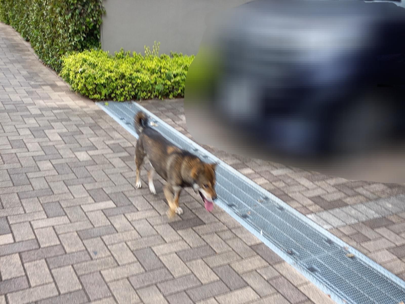 目撃された犬 目撃された犬