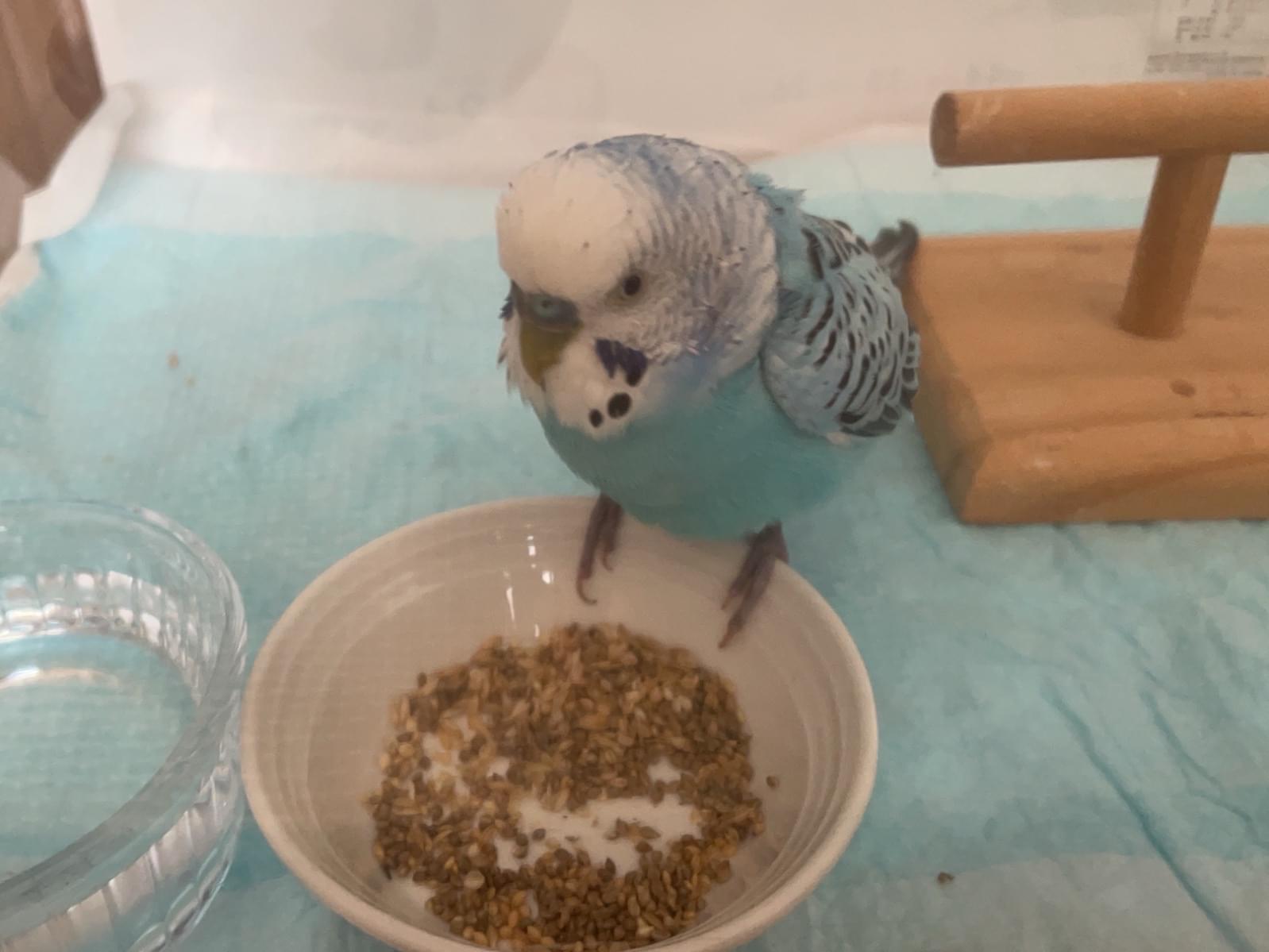 保護された鳥 保護された鳥