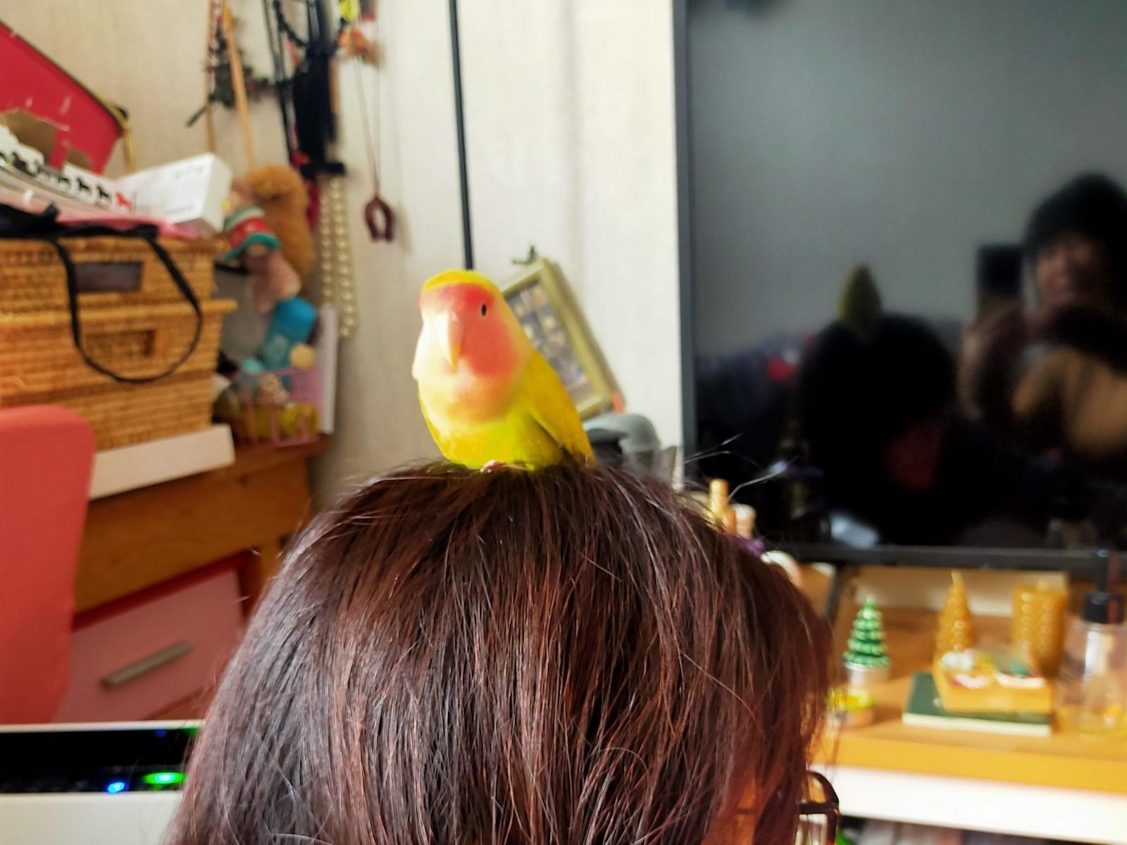 ハニーちゃん ハニーちゃん
