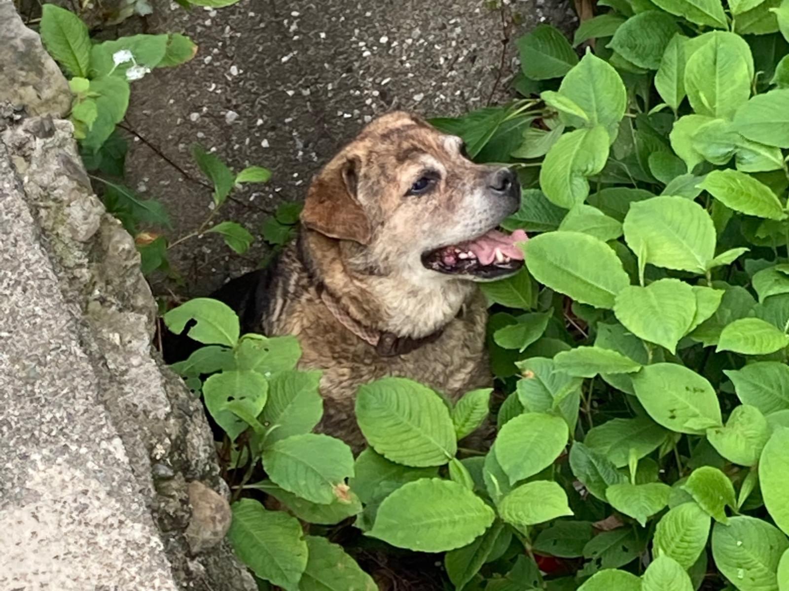 目撃された犬 目撃された犬