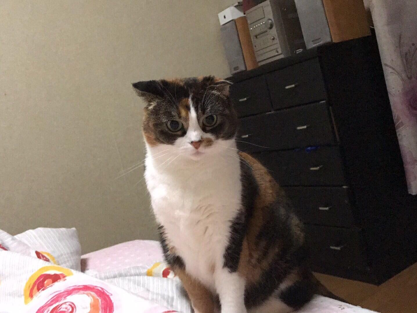 ミミちゃん ミミちゃん