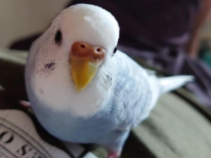 ピー助ちゃん ピー助ちゃん