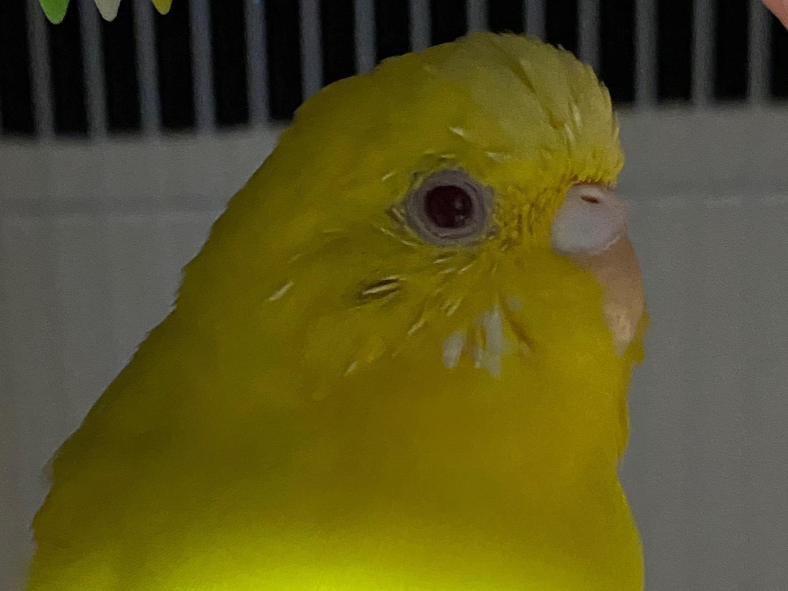 れもんちゃん れもんちゃん