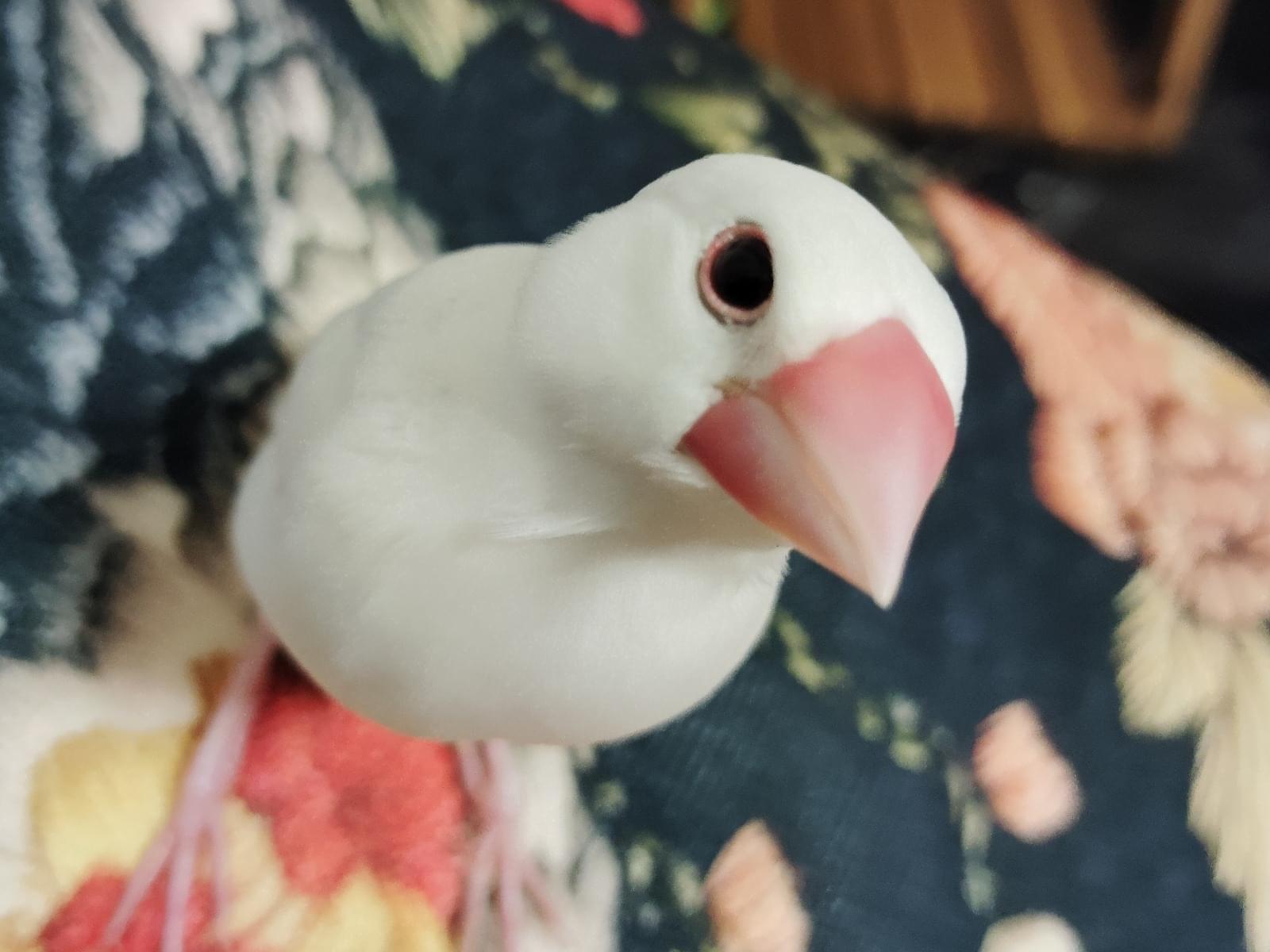 ピッピちゃん ピッピちゃん