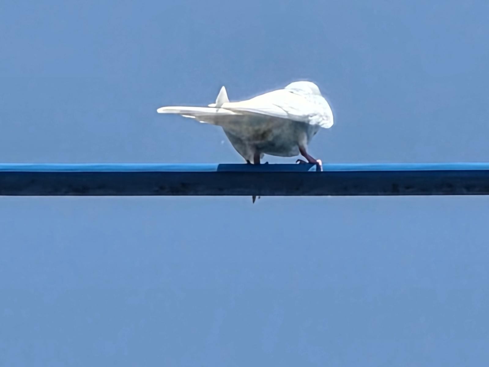 目撃された鳥