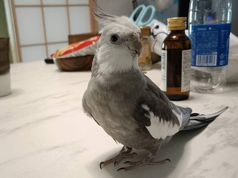 しらすちゃん しらすちゃん