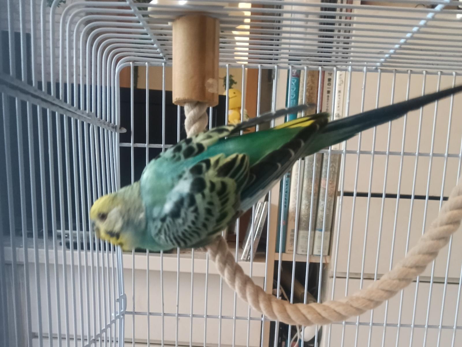 保護された鳥 保護された鳥