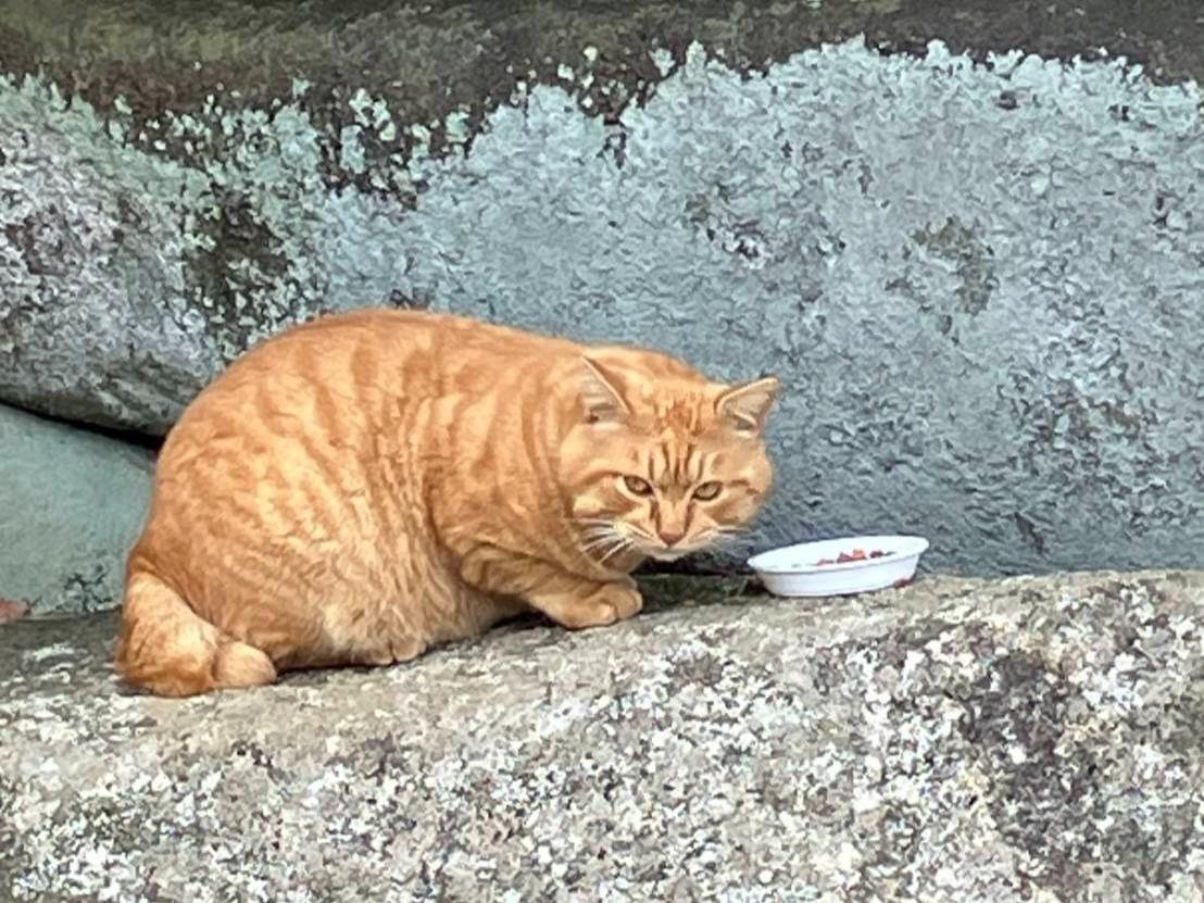 目撃された猫 目撃された猫