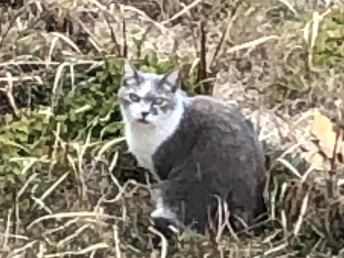 目撃された猫 目撃された猫