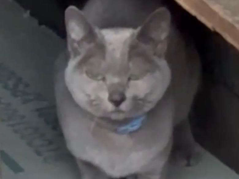 目撃された猫 目撃された猫