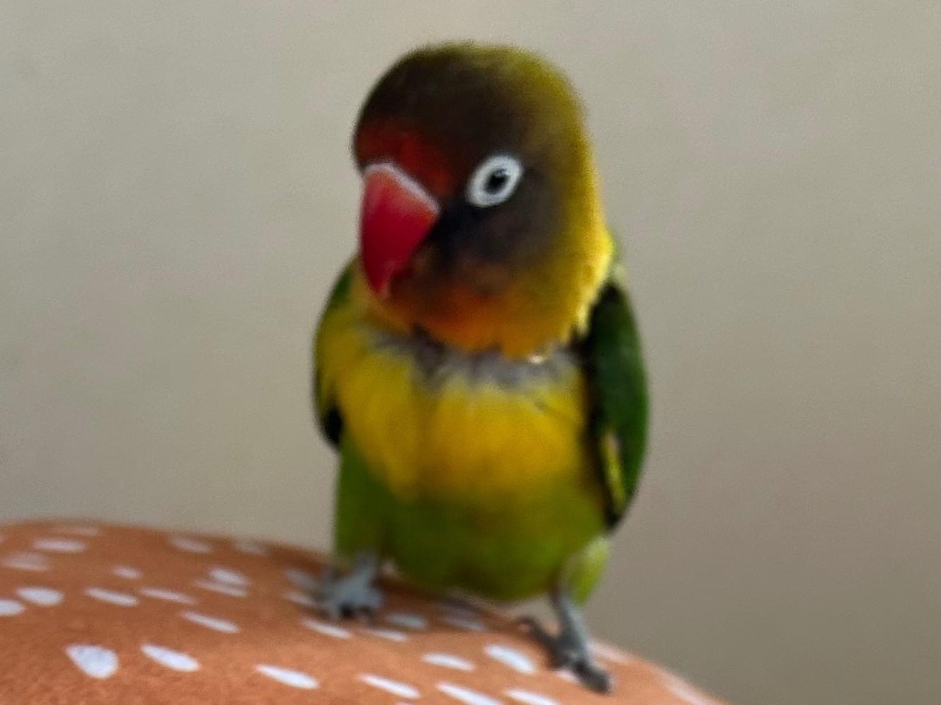 マリモちゃん マリモちゃん