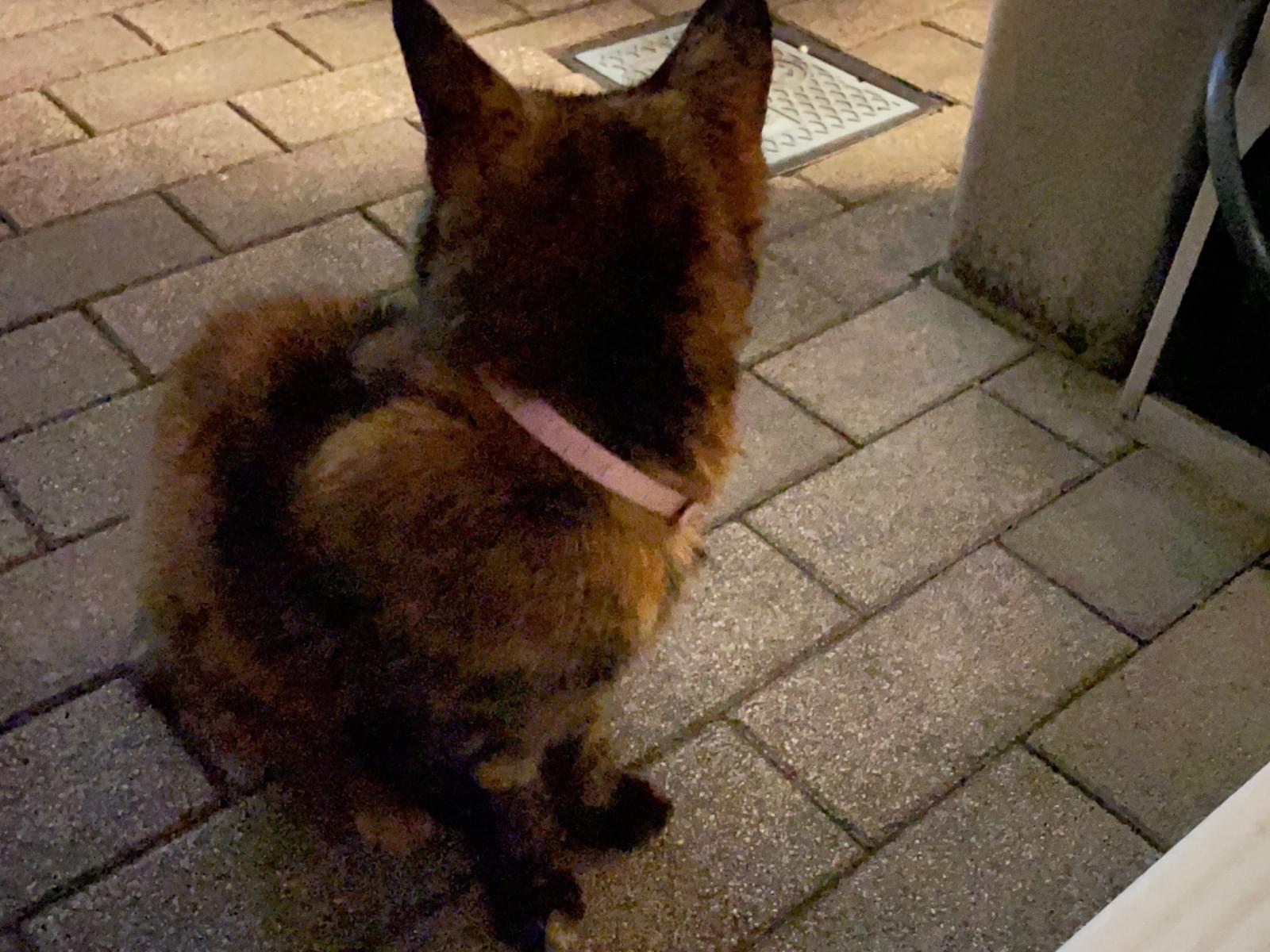 目撃された猫 目撃された猫