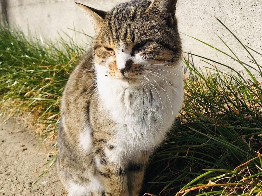 目撃された猫 目撃された猫