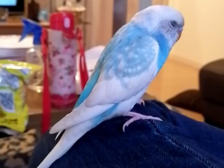 あおちゃん あおちゃん