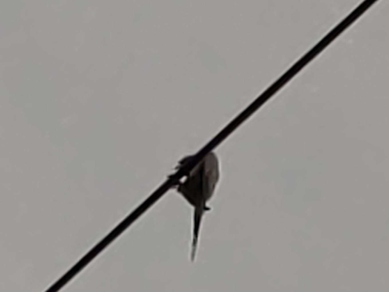 目撃された鳥 目撃された鳥