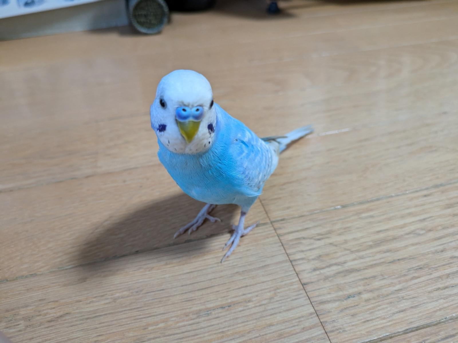 保護された鳥 保護された鳥