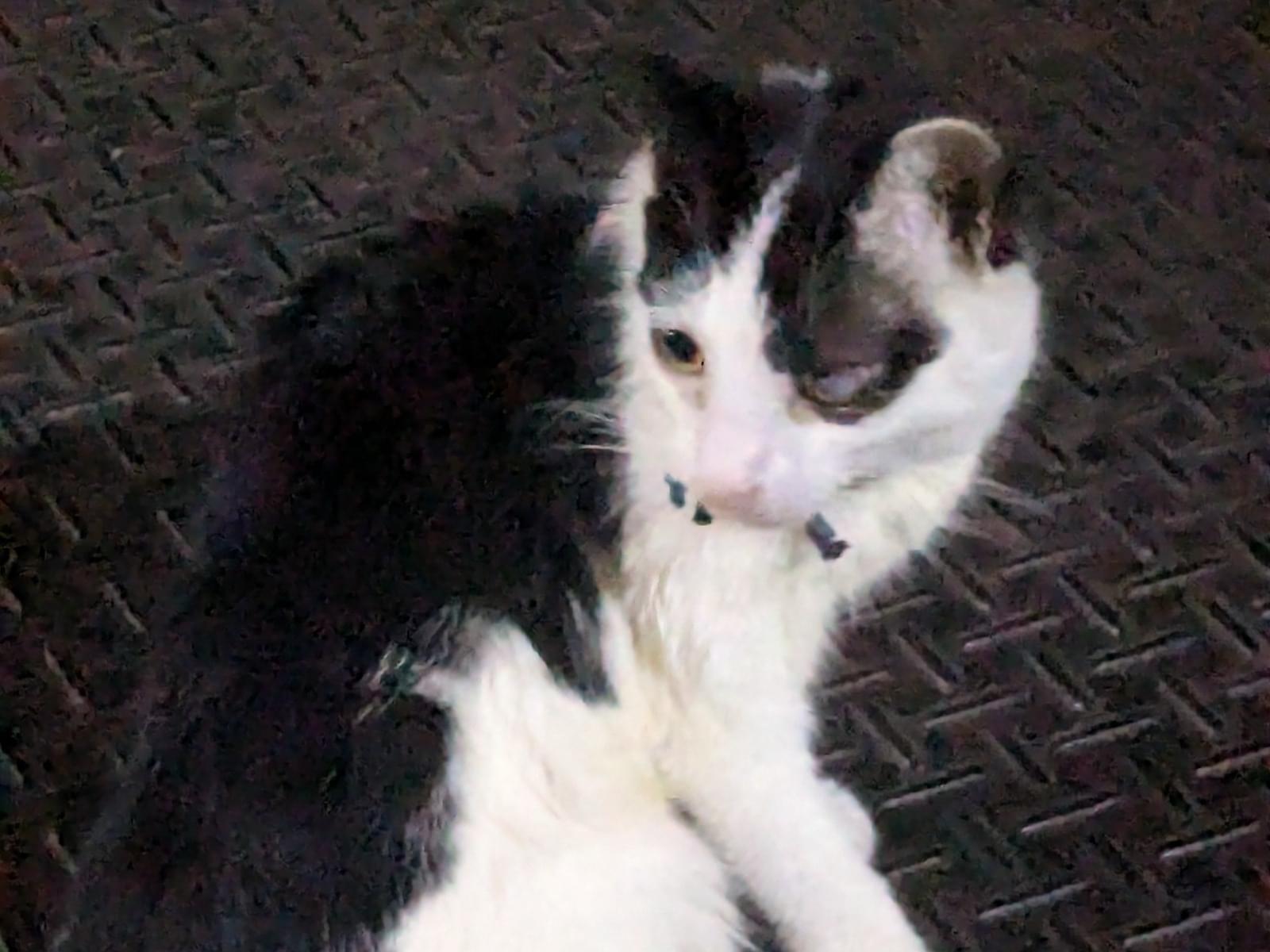 目撃された猫 目撃された猫