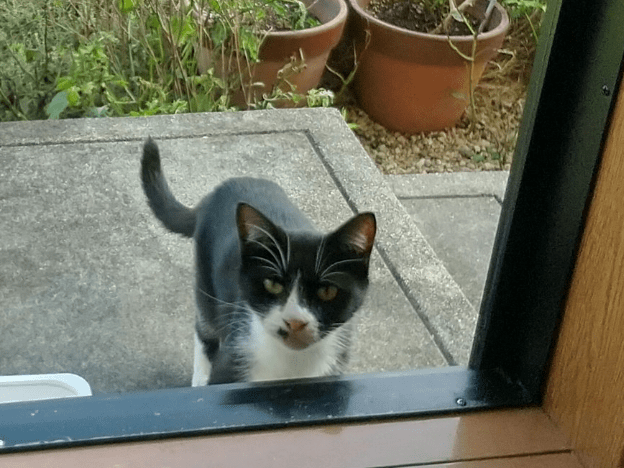 保護された猫 保護された猫