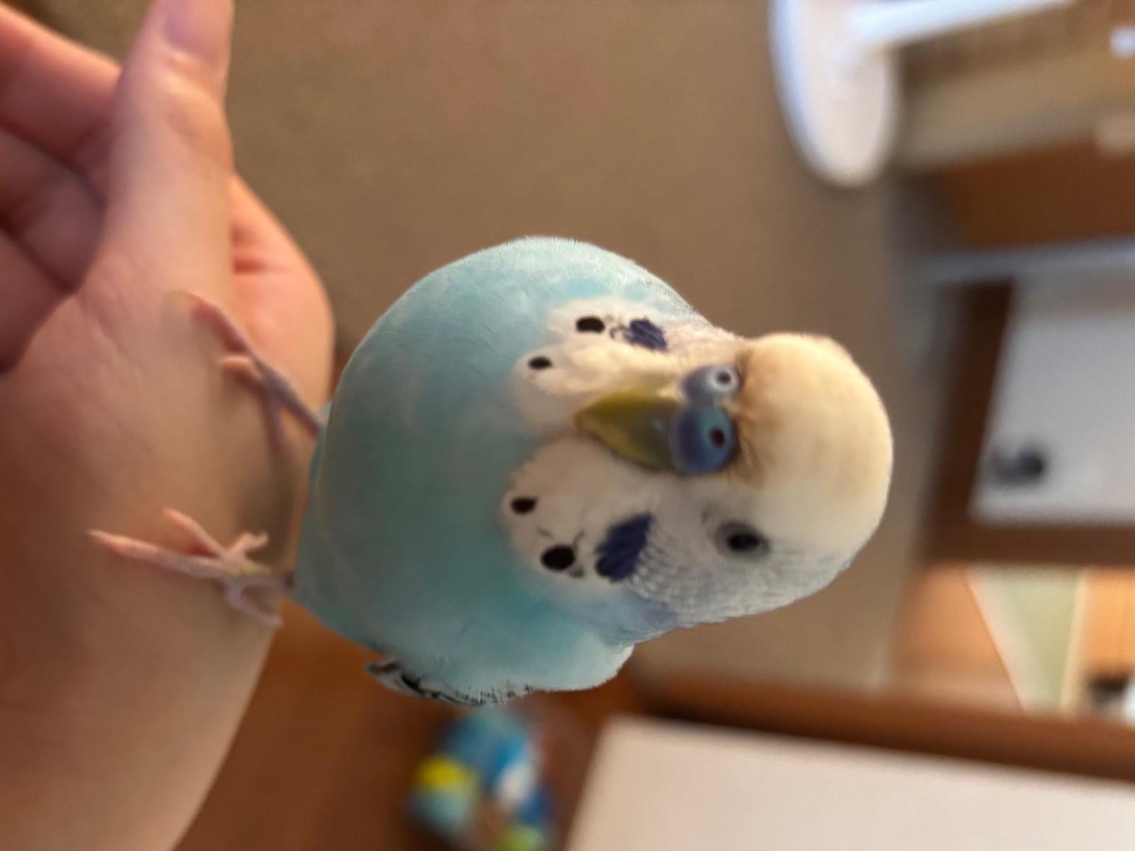 るぅちゃん るぅちゃん