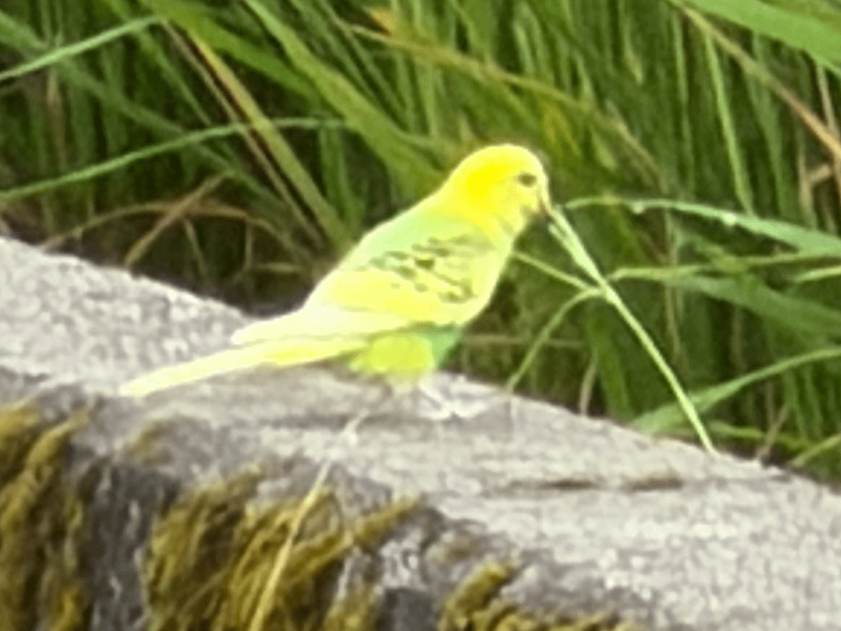 目撃された鳥
