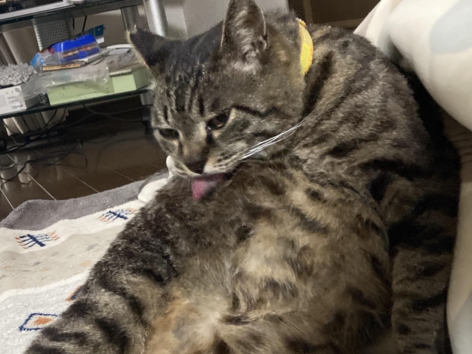 ボブちゃん ボブちゃん