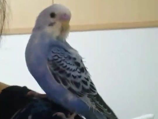 リリちゃん リリちゃん
