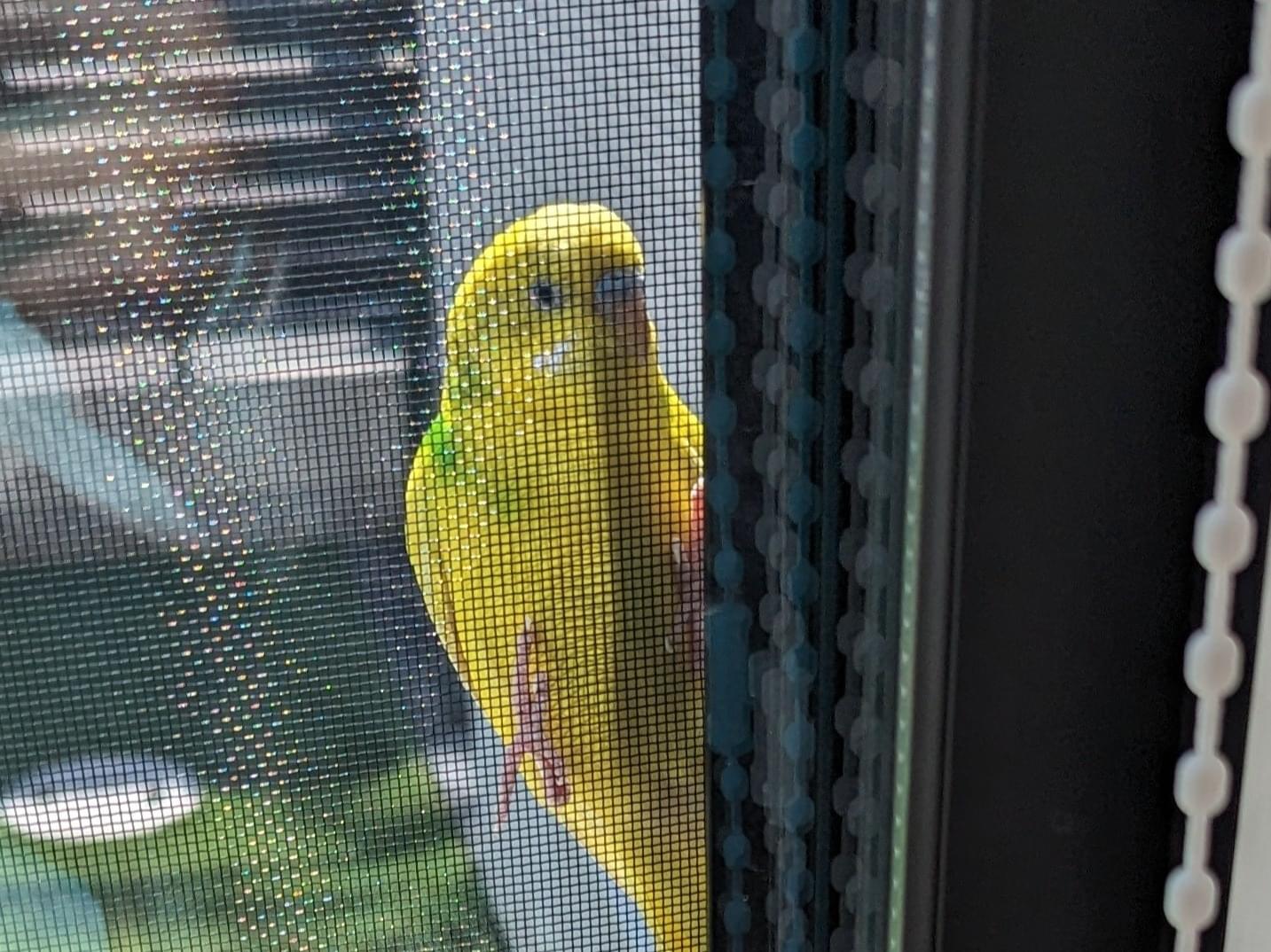 目撃された鳥 目撃された鳥