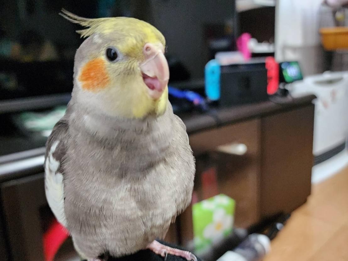 くるんちゃん くるんちゃん