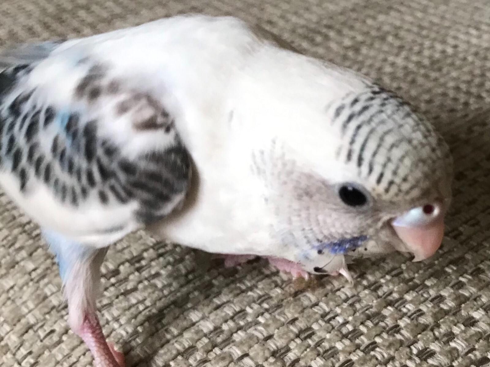 保護された鳥 保護された鳥