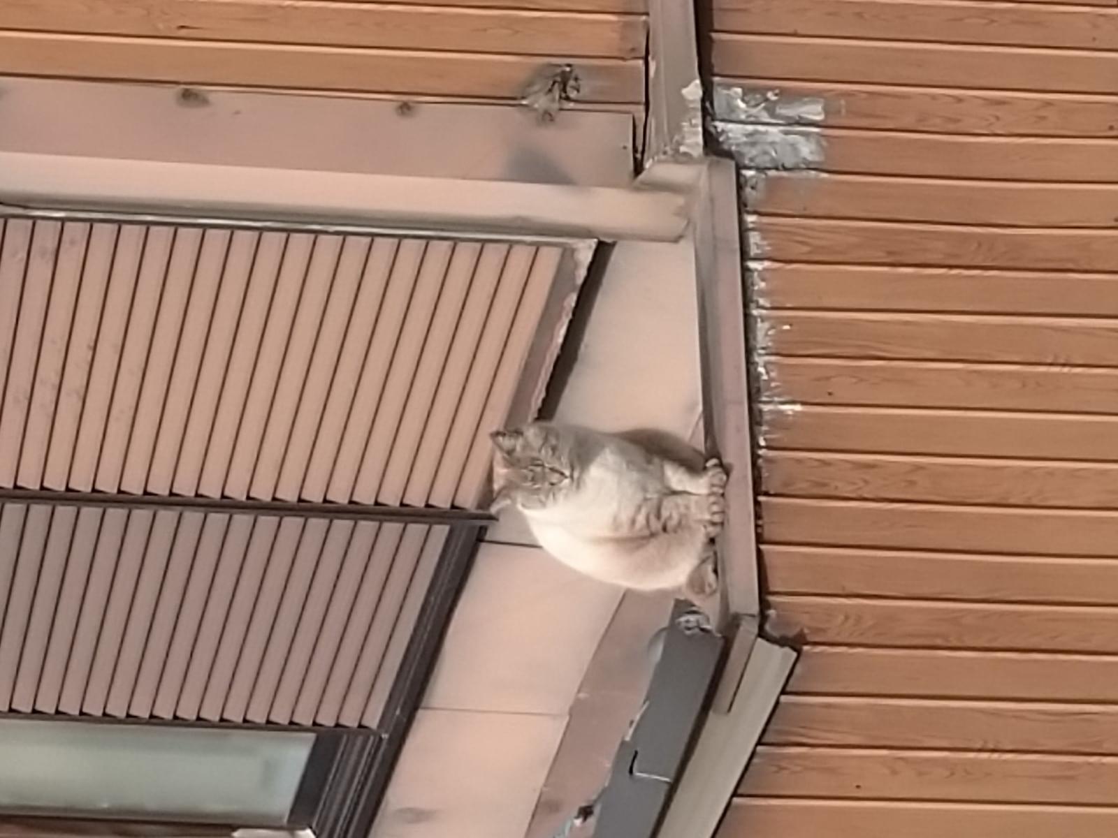 目撃された猫 目撃された猫