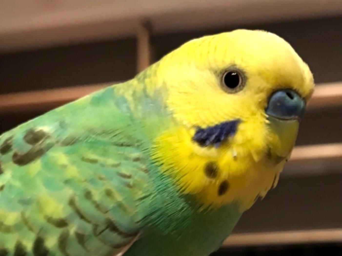 保護された鳥 保護された鳥
