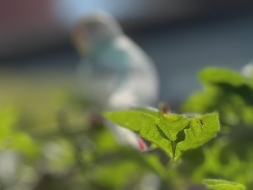 保護された鳥 保護された鳥