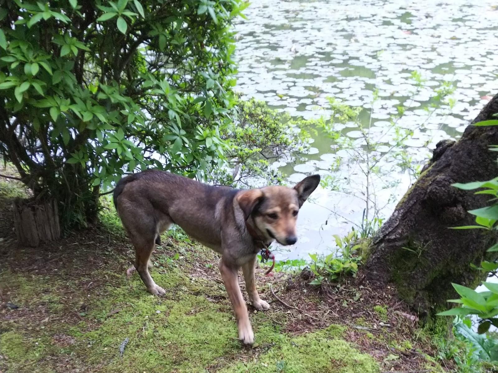 目撃された犬 目撃された犬